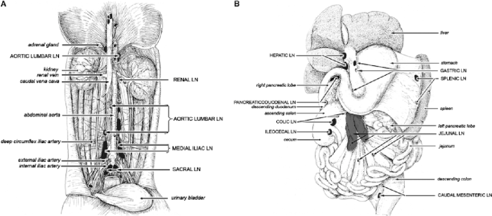 Canine lymph inguinal nodes mammary gland tumor abdominal thoracic teats chain pairs