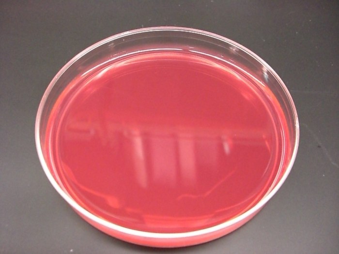 Bacillus subtilis blood microbiology petri dish laboratory technician microbiologia aspergillus nutrient biotechnology niger mikrobiyoloji piastra laboratorio laboratuvar microscope