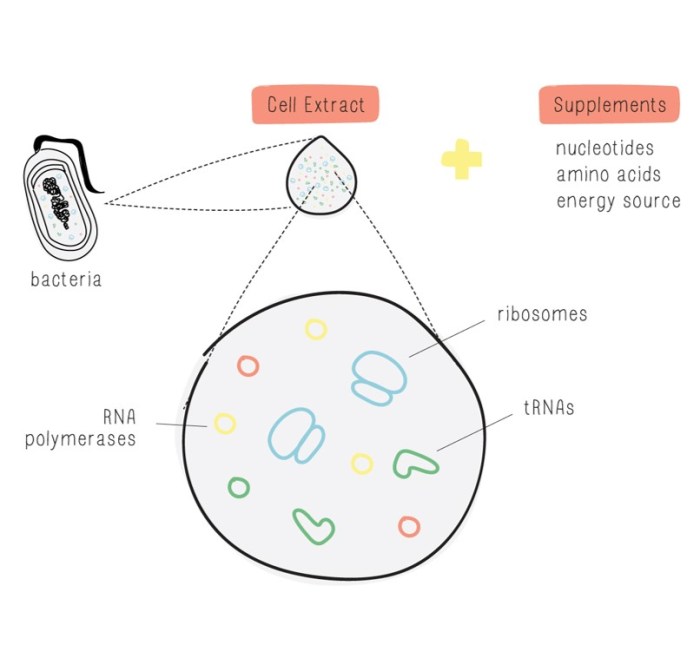 Biobits central dogma lab answers