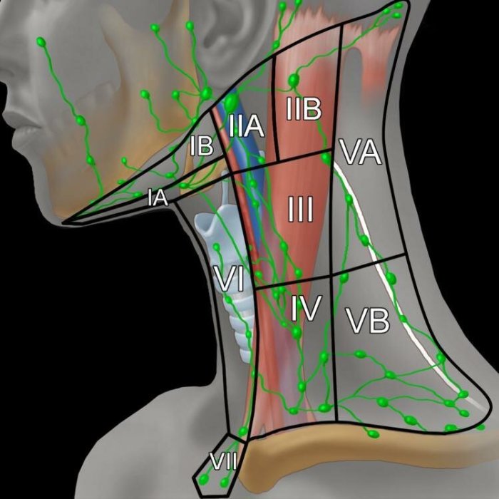 Neck cat lymph nodes diagram