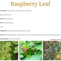 Raspberries raspberry leaf hunker bush