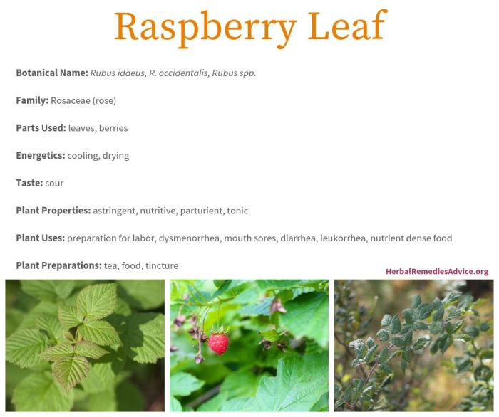 Raspberries raspberry leaf hunker bush