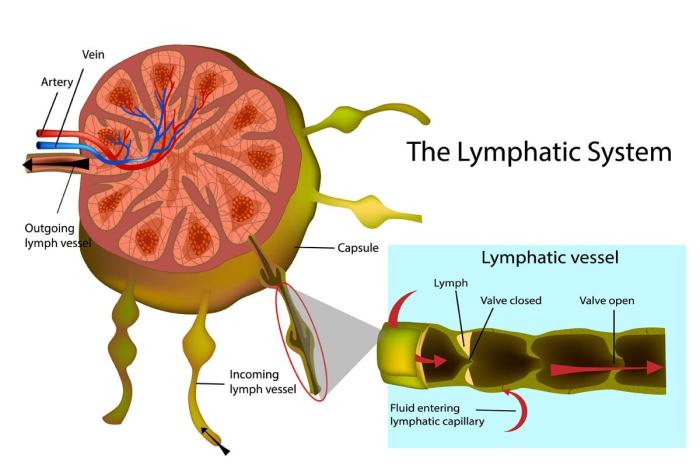 Nodes lymph neck cervical glands anatomy head node swollen drainage occipital normal where gland behind cancer rubella 1565 aboutcancer retropharyngeal