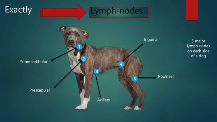 Neck cat lymph nodes diagram