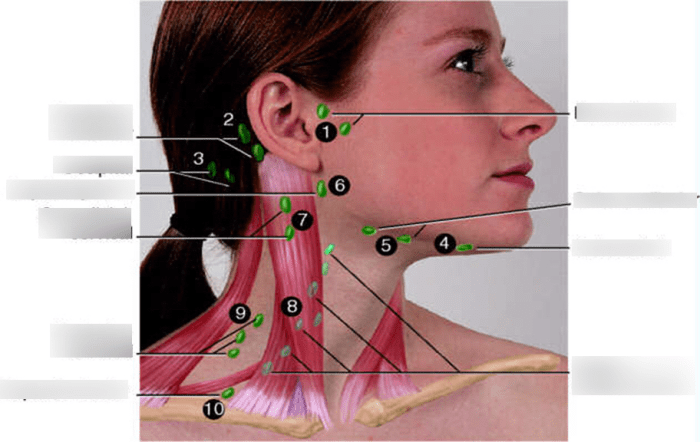 Neck cat lymph nodes diagram