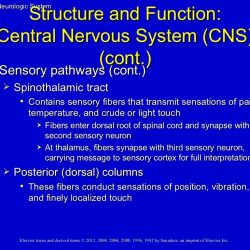 The neurological system part 2 ati