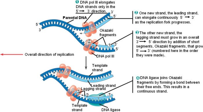 Chapter 16 the molecular basis of inheritance answer key