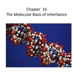 Hershey chase dna ppt 1952 protein radioactive used timetoast molecular inheritance basis