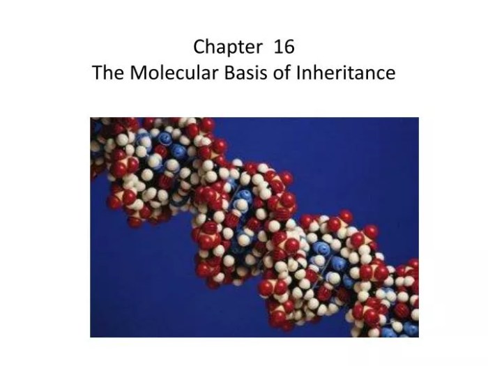 Hershey chase dna ppt 1952 protein radioactive used timetoast molecular inheritance basis