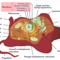 Cells grade 6th class