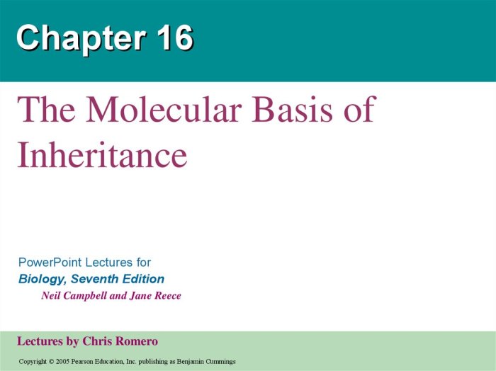 Chapter 16 the molecular basis of inheritance answer key